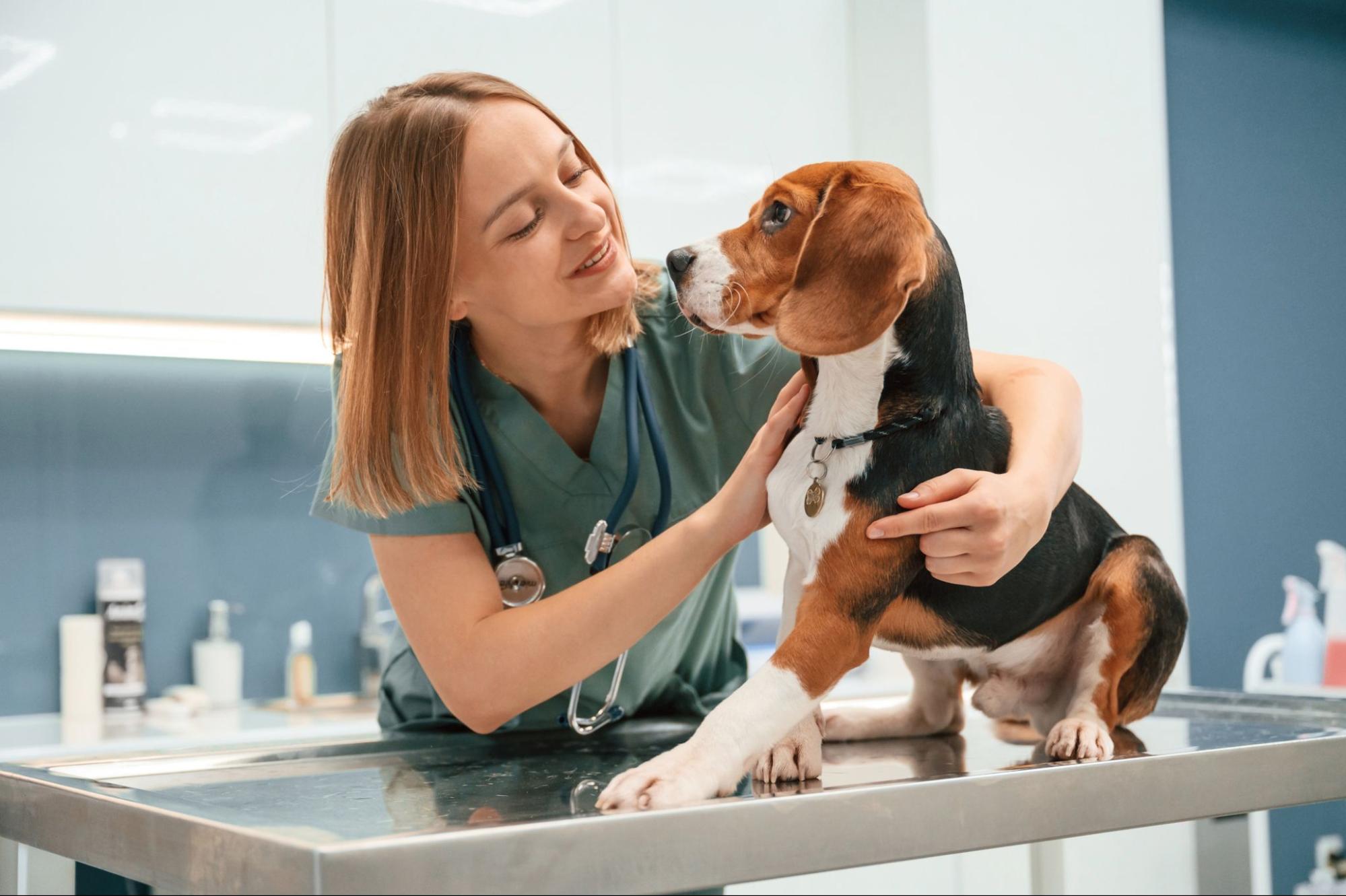 A vet talks to and pets a dog sitting on an examination table.
